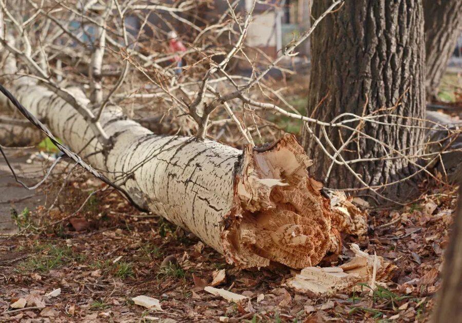 Сломанное дерево. Сломанное дерево в лесу. Сломанный ствол дерева. Деревья поломало ветром.