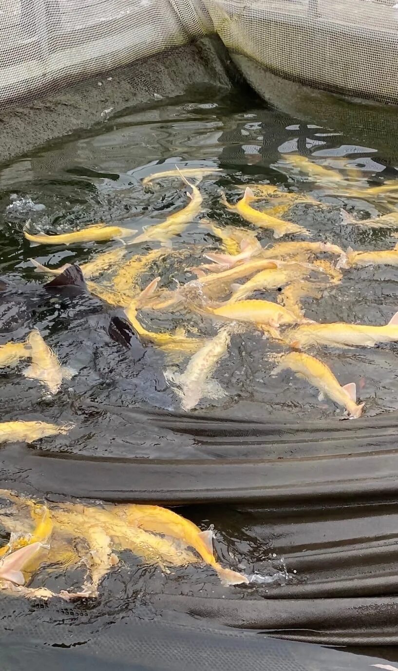 осетровая ферма воронеж