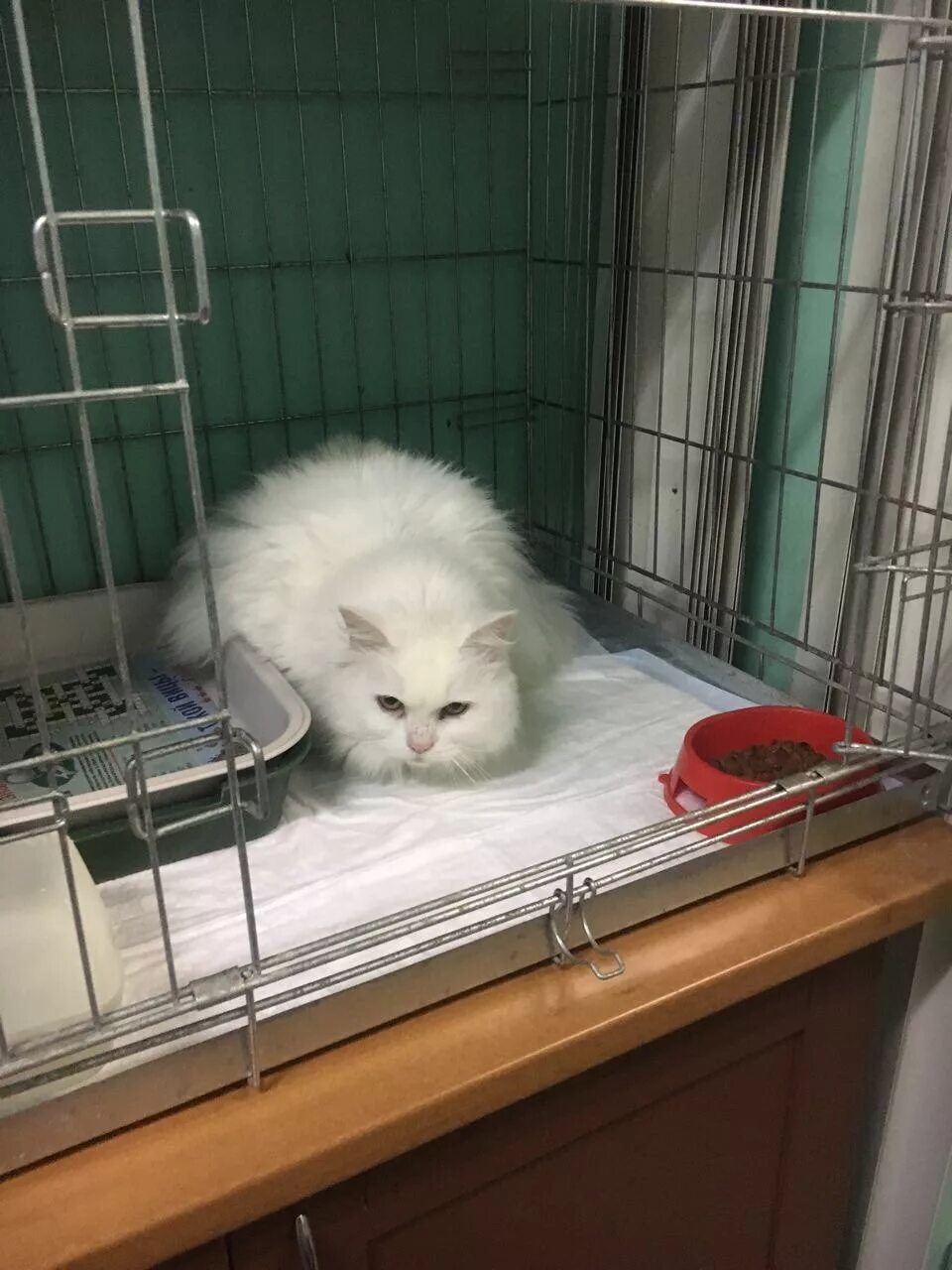 усыпление кошек на дому недорого