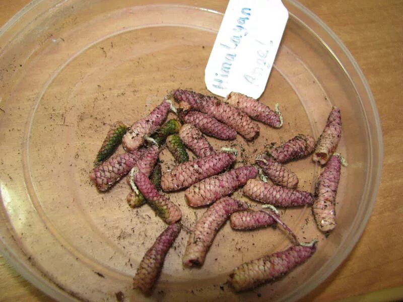 Аризона ахименесов. Ахименес ризомы. Ахименес биг бэнг. Ризома ахименеса что это такое. Ахименес ризомы.