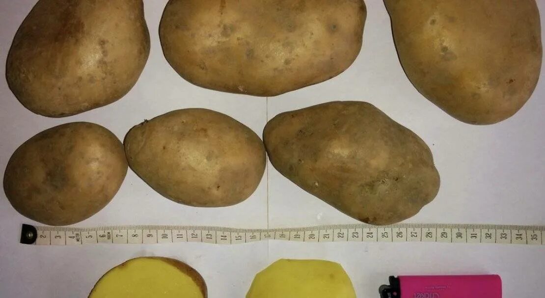 Картофель каменский. Сорт картофеля Сантана. Сорт картофеля Хозяюшка. Сорт картофеля Сантэ. Картофель сорт Ирбитский.