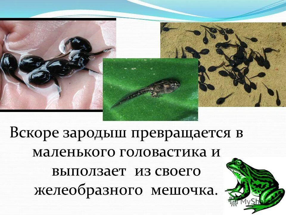 личинка куколка малек головастик определение