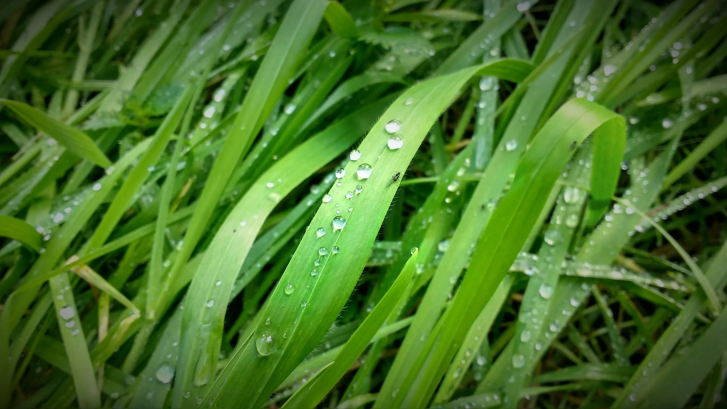 Роса на траве тире. Роса на траве. Зеленая трава с росой. Мокрая трава. Зеленая трава капли.