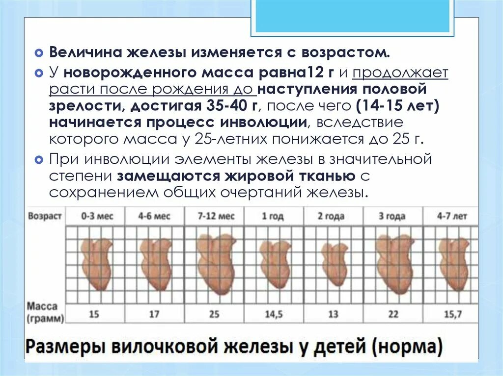 Возрастные изменения желез. Тимус Размеры у детей. УЗИ вилочковой железы у детей норма. Норма вилочковой железы у детей. Нормы размеров тимуса.