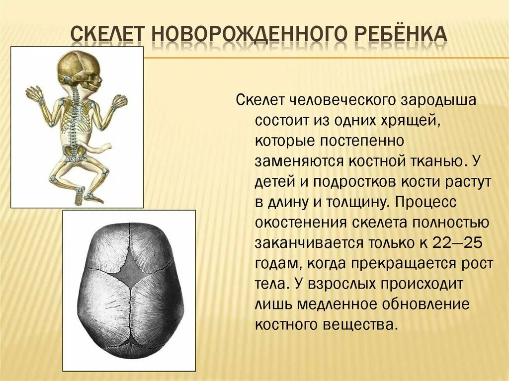 Сколько костей у новорожденного. Процесс окостенения скелета. Строение скелета новорожденного. Скелет для дошкольников. Особенности скелета детей.