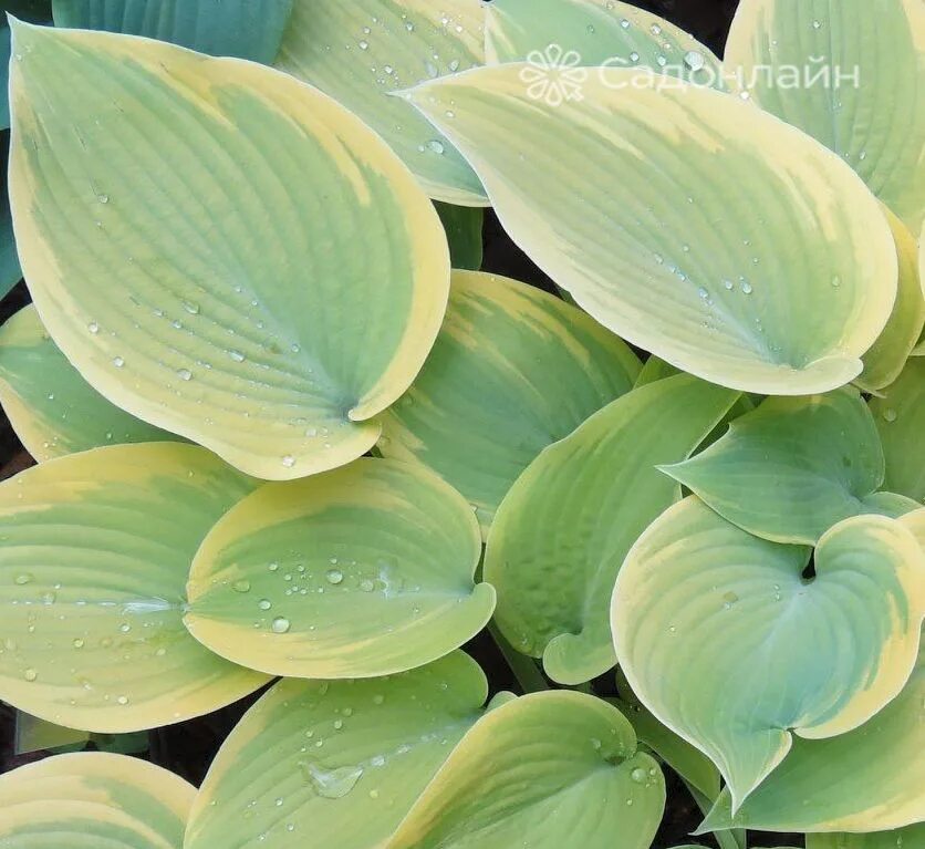 франсен хоста. хоста алватин тейлор. франзен хосты. хоста форчуна патриот. франзен хосты.