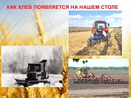 Как появляется хлеб видео для детей