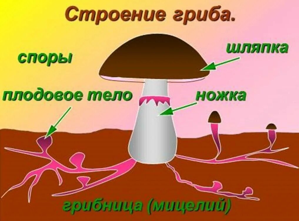 Какое строение шляпочного гриба. Схема строения шляпочного гриба. строение шляпочного гриба рисунок. плодовое тело шляпочного гриба рисунок. схема строения шляпочного гриба 7 класс.