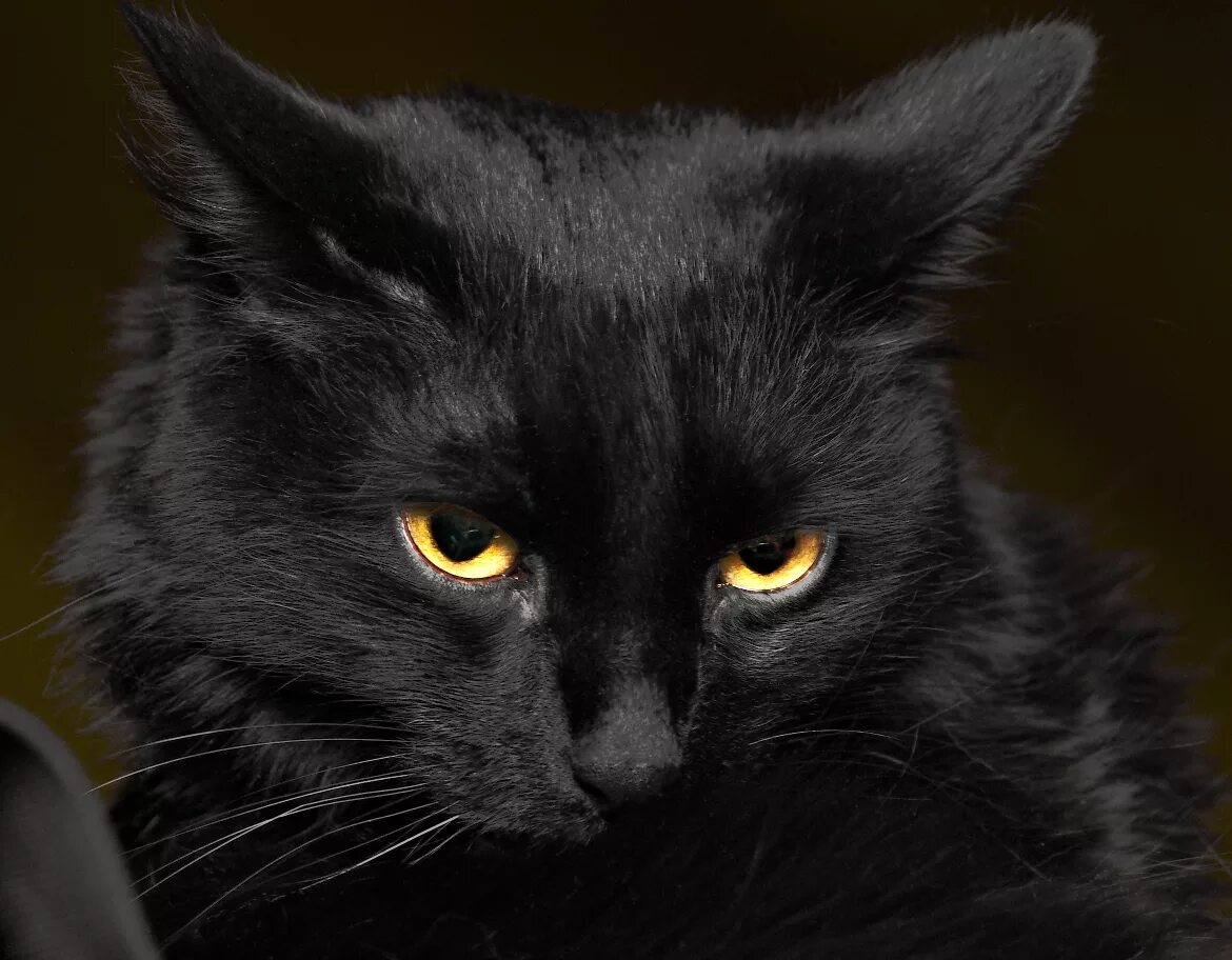 Порода черной кошки с желтыми глазами. Бомбейская кошка. Бомбейская кошка пушистая. Бомбейская кошка злая. Порода черных кошек с желтыми глазами Бомбейская.