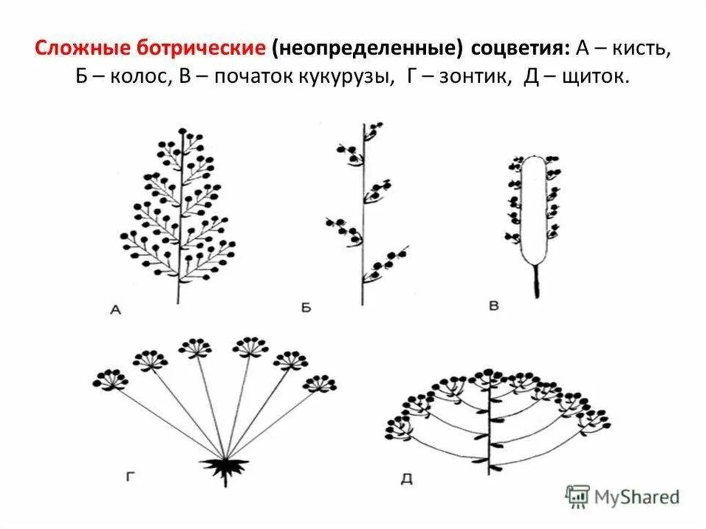 Сложные ботриоидные соцветия. 3. Сложные ботрические и цимозные соцветия.. Простые ботрические соцветия. Сложные ботриоидные соцветия схема. Какое из перечисленных соцветий относят к сложным