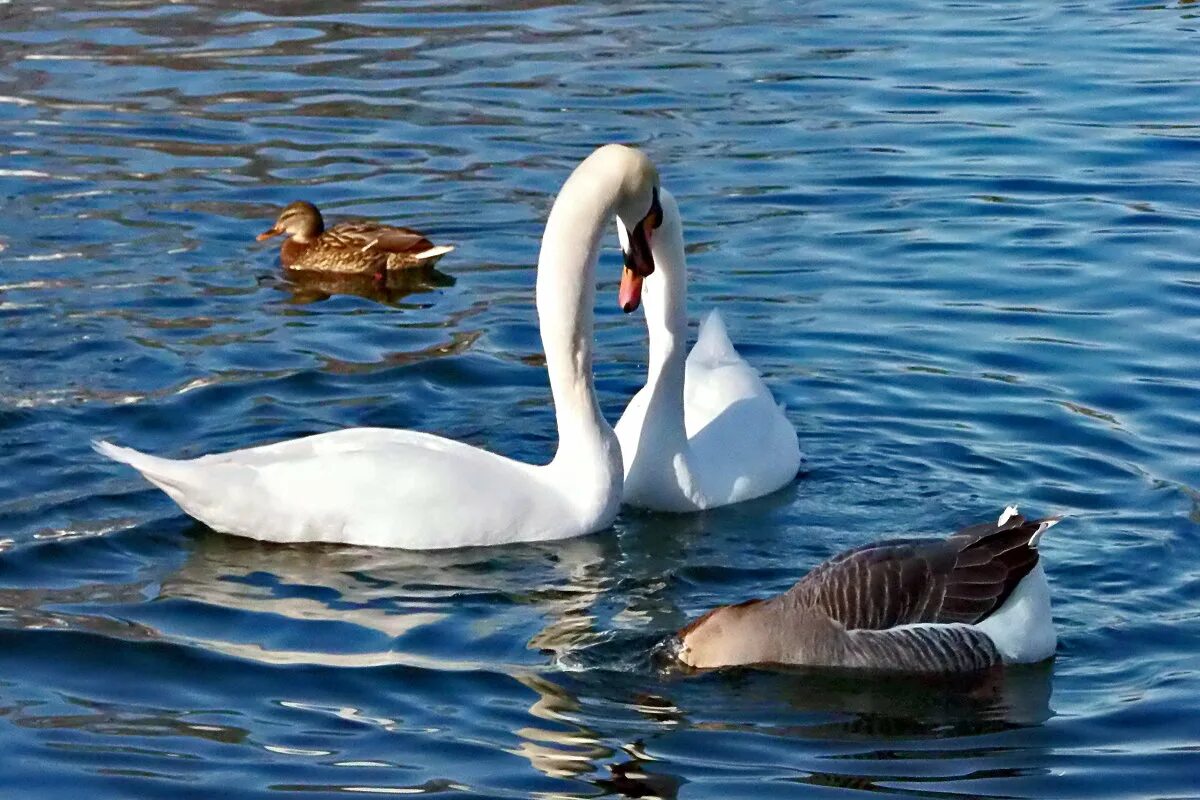 Фото лебедя и гуся для сравнения. Жуковский и лебеди фото. Сказка Музеуса "Лебединый пруд".