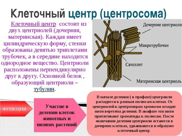 Функции центросомы. Клеточный центр центросома. Центросома функции. Клеточный центр центросома строение. Клеточный центр состоит:клеточный центр состоит.