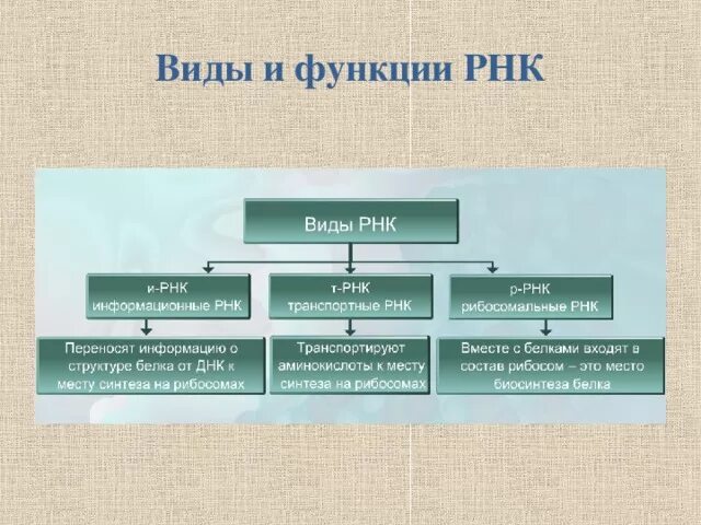 Виды рнк характеристика. РНК типы и функции. Функции разных типов РНК таблица. Типы РНК И их роль. Функции разных типов РНК.