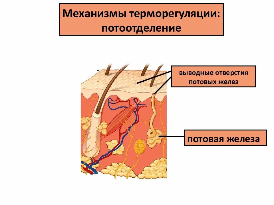 В каком слое расположены потовые железы. Потовые и сальные жел. Выводные отверстия потовых желез функции. Потовые железы картинка для презентации. Выводные отверстия потовых желез особенности строения.