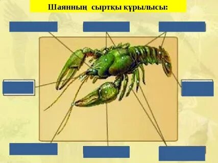 Онлайн порнодағы жас транс әйелдер