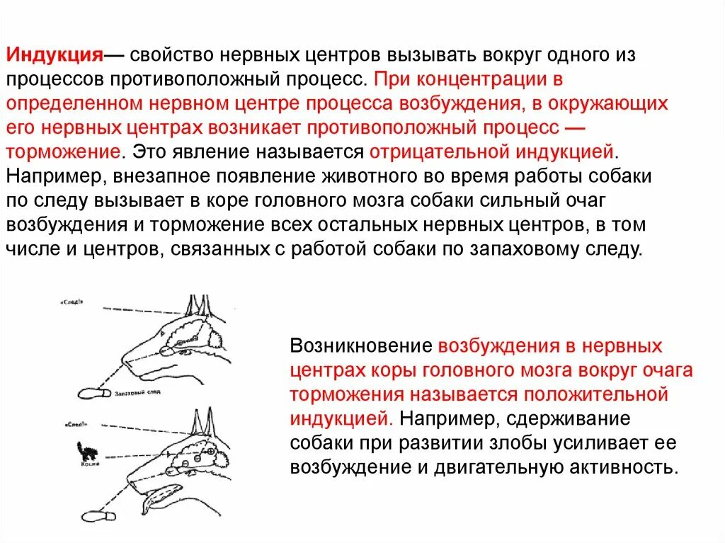 Процесс торможения в коре головного мозга