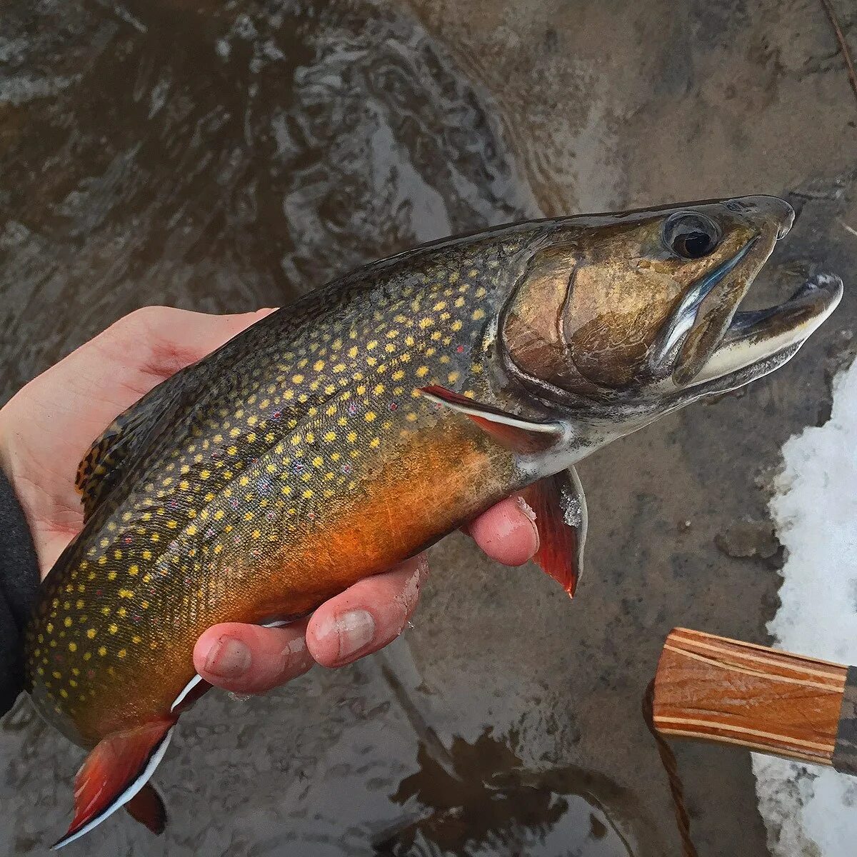 Каспийская кумжа. Где ловить кумжу. Обыкновенная кумжа. Кумжа на троллинг. Ручьевая форель.