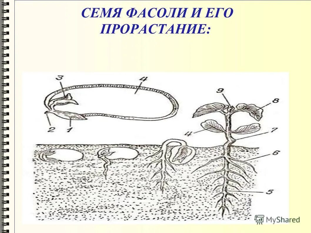 Строение корня фасоли