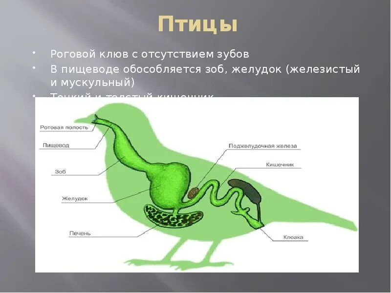 Строение пищеварительной системы голубя. Строение пищеварительной системы птиц 7 класс биология. Пищеварительная система птиц 7 класс. Схема пищеварительной системы птицы. Пищевод зоб