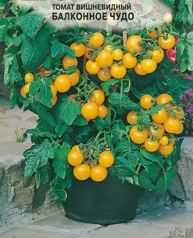 Семена томатов для балкона. Семена черри балконное чудо. Томат балконное чудо желтое Семко. Томат балкони Елоу f1. Томат вишневидный балконное чудо.