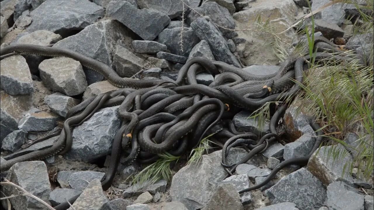 Сдвижение клубок змей. Змеиное гнездо гадюки. Змеиное Логово гадюк. Сдвижение змей 2021.