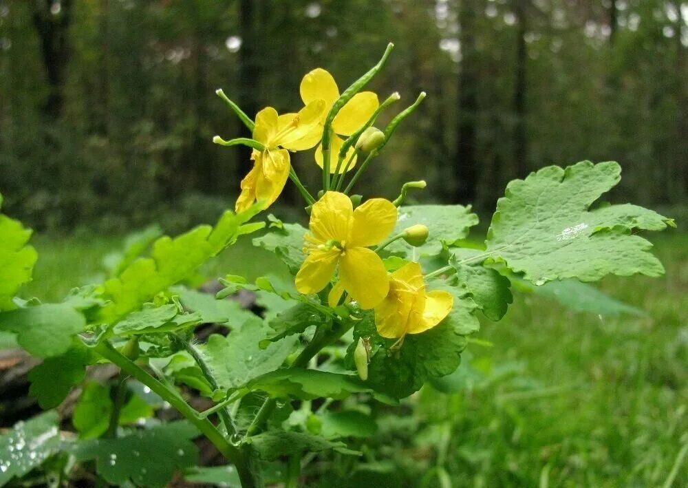 Чистотел большой Chelidonium majus. Чистотел соцветие. Ласточкина трава чистотел. Донник Лютик чистотел.