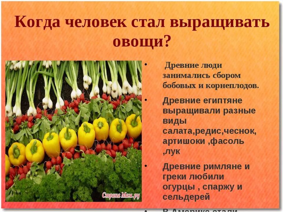 Как называется профессия овощи. Проект на тему овощеводство. презентация на тему овощные культуры. человек выращивает овощи. овощеводство презентация.