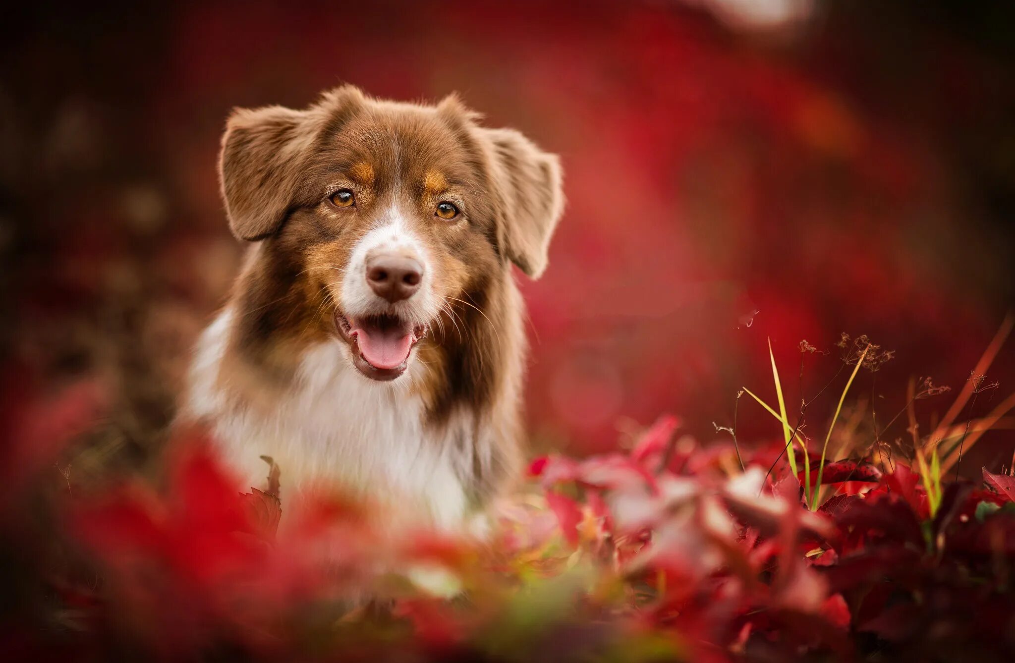 Собакв. Добрые собаки. Собакв. Золотистый ретривер. Лабрадор ретривер.