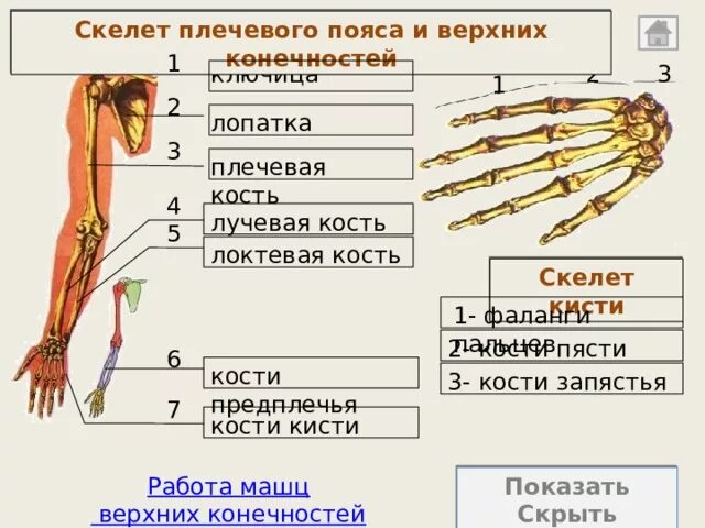 Кость верхней конечности ключица лопатка кость запястья. Кости пясти плечевая кость фаланги пальцев лучевая кость. Кости свободной верхней конечности. Кости кисти.. Скелет пояса верхних конечностей.