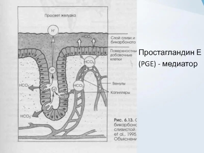 Функции желудочной слизи. Состав желудочной слизи. Слизистый слой желудка вырабатывающий слизь. Желудок содержимое слизь