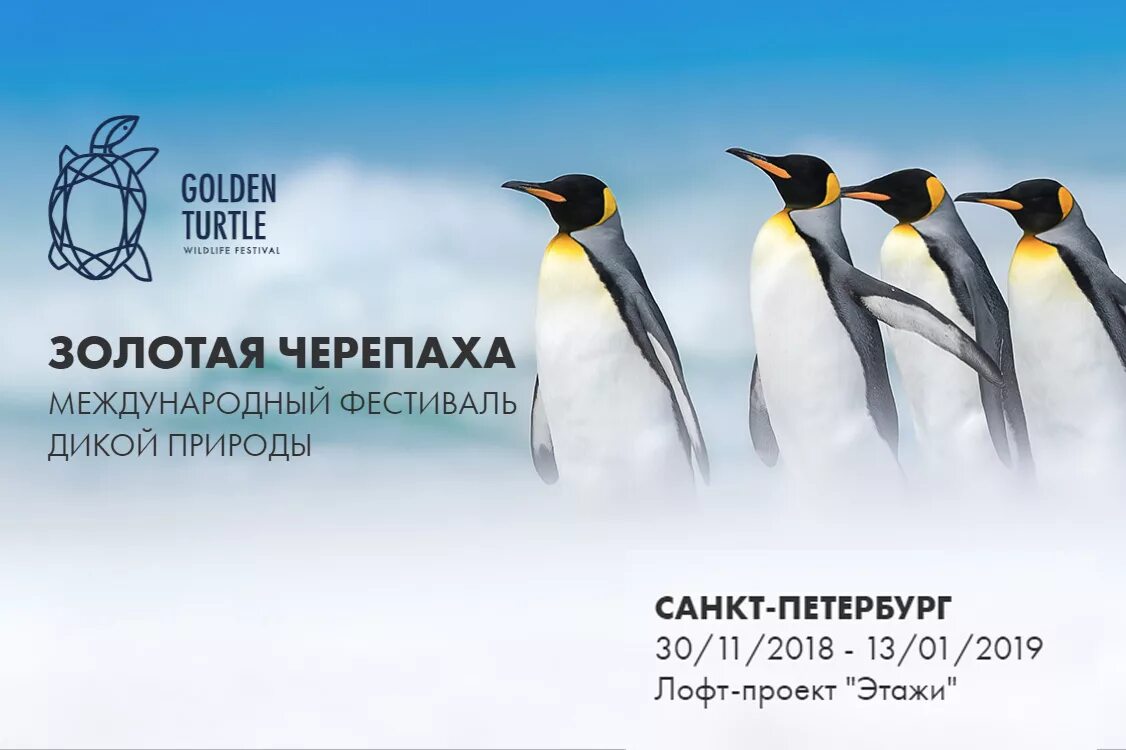 Конкурс черепаха. Международный фестиваль дикой природы «Золотая черепаха». Золотая черепаха конкурс. Золотая черепаха фотоконкурс.