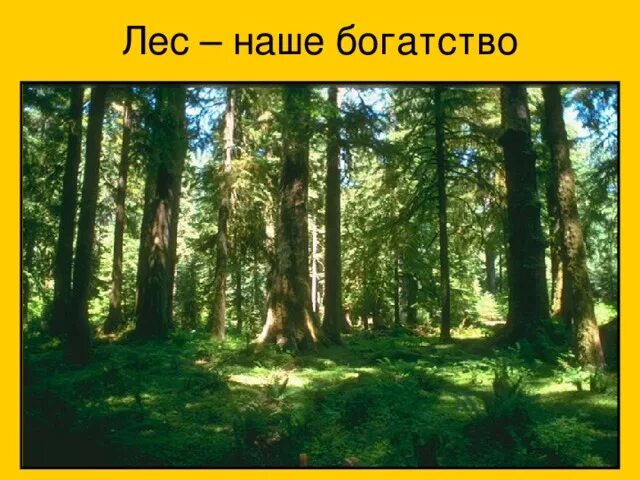 1 лес наше богатство. Лес наше богатство. Лес наше богатство для дошкольников. Тема лес наше богатство. Лес наше богатство рисунки.