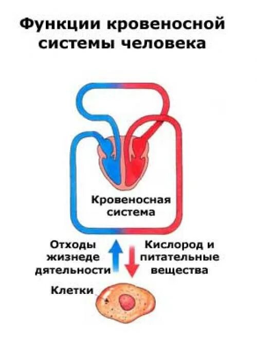 Какая функция кровеносной системы. Органы кровеносной системы и их функции таблица. Транспортная система организма кровеносная система. Функции кровеностной система.