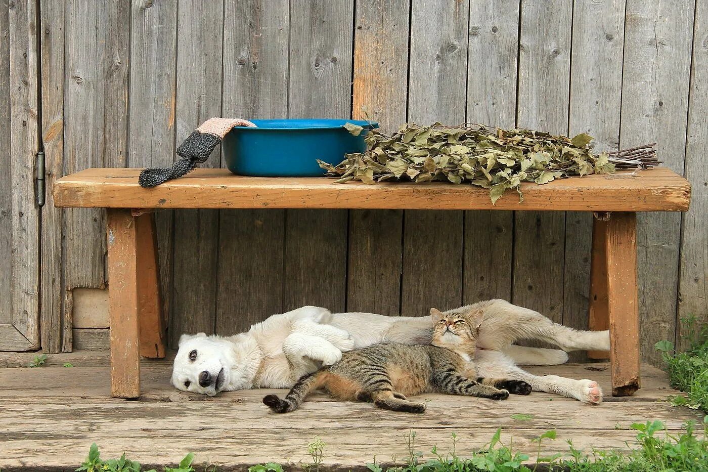 Едем на дачу отдыхать. Животные на даче. Кошка на даче. Питомцы на даче. Собака на даче.