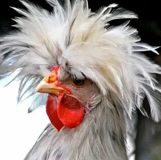 White crested