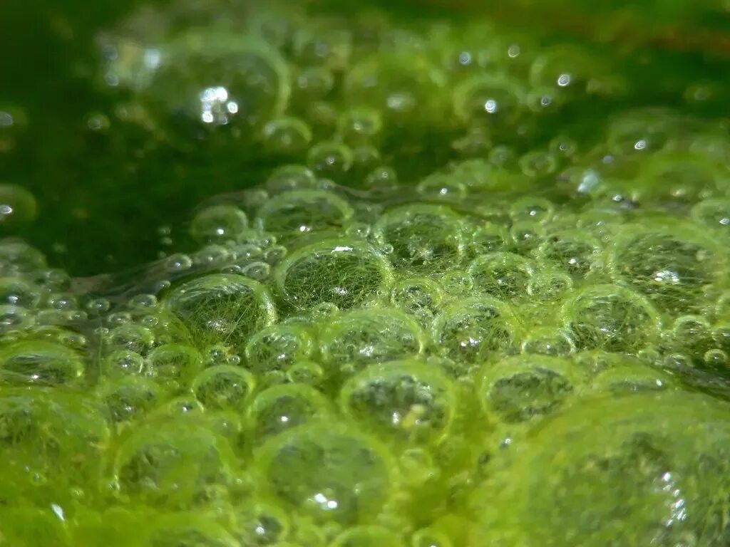 Водные растения пузырьки. Хлорелла обыкновенная. Хлорелла водоросль. Микроводоросль хлорелла. Зеленые водоросли хлорелла.