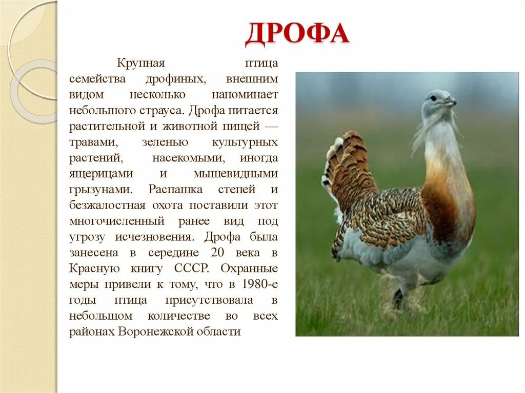 Сообщение о редких видах птиц. Птицы занесенные в красную книгу воронежской области. животные воронежской области занесенные в красную книгу. редкие животные воронежской области занесенные в красную. животные воронежского края занесенные в красную книгу россии.