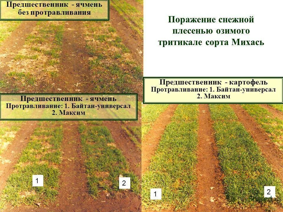 Предшественники ржи. Озимые и яровые зерновые культуры. Севооборот озимой пшеницы. Предшественники ржи. Лучшие предшественники для озимой пшеницы.