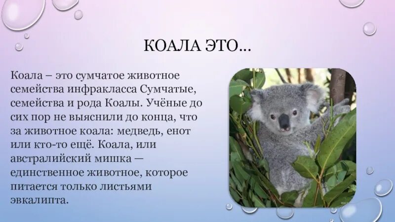 Коала кратко. Информация о коале. Рассказ о коале. Коала описание. Куала описание животное.