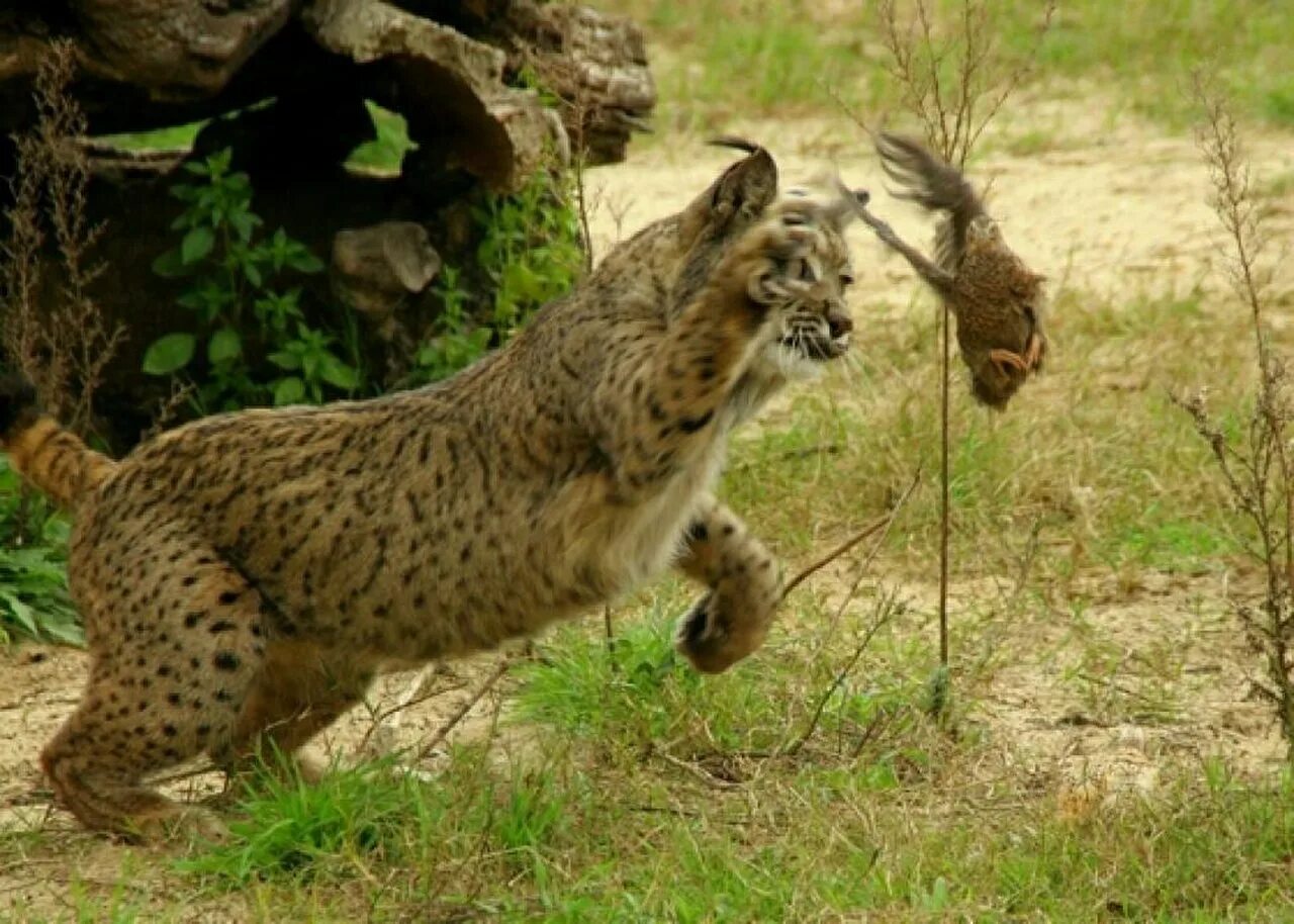 Lynx pardinus Пиренейская Рысь. Пиренейская (испанская) Рысь. Иберийская (испанская) Рысь. Рысь питается.