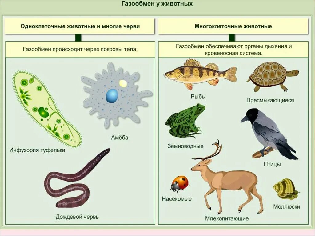 Animal organism. Животные одноклеточные и многоклеточные 5 класс биология. Одноклеточные и многоклеточные организмы 5 класс биология. Царство животных одноклеточные примеры. Схема одноклеточные и многоклеточные организмы.