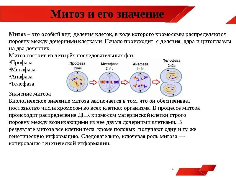 В результате мейоза образуется дочерних клетки. Митоз клетки после деле. Митоз сколько набор хромосом в дочерних клетках. В результате митоза образуются 2 клетки с набором. Набор клетки после митоза.