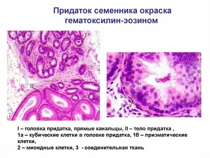 Придаток гистология