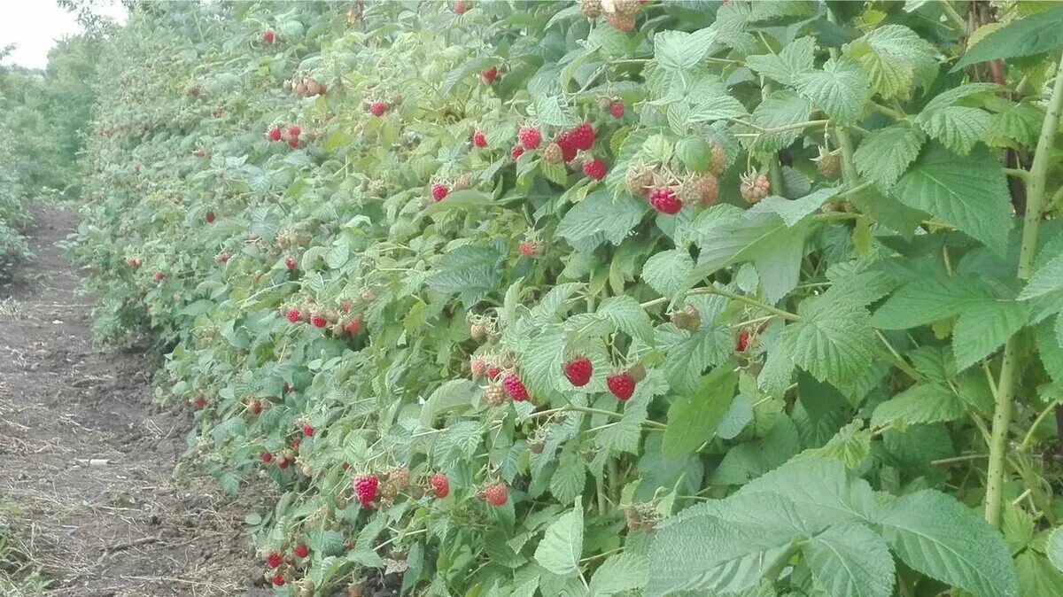 Разные сорта малины можно рядом сажать. Малина ремонтантная куст. Малина ремонтантная плантация. Малина Полана грядки. Малина Глен Лион.