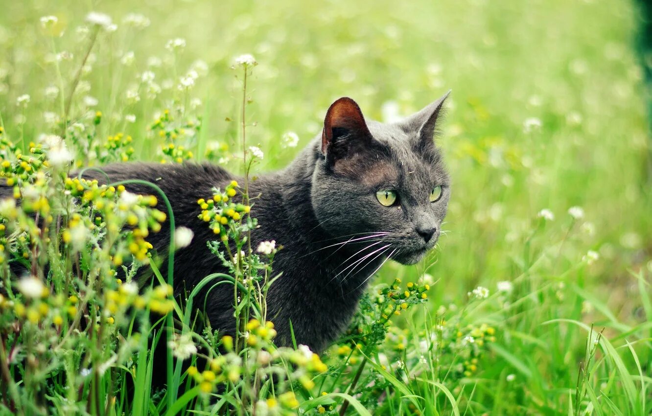 Cat plants. Кошка на природе. Трава для кошек. Кошка серая. Летний кот.