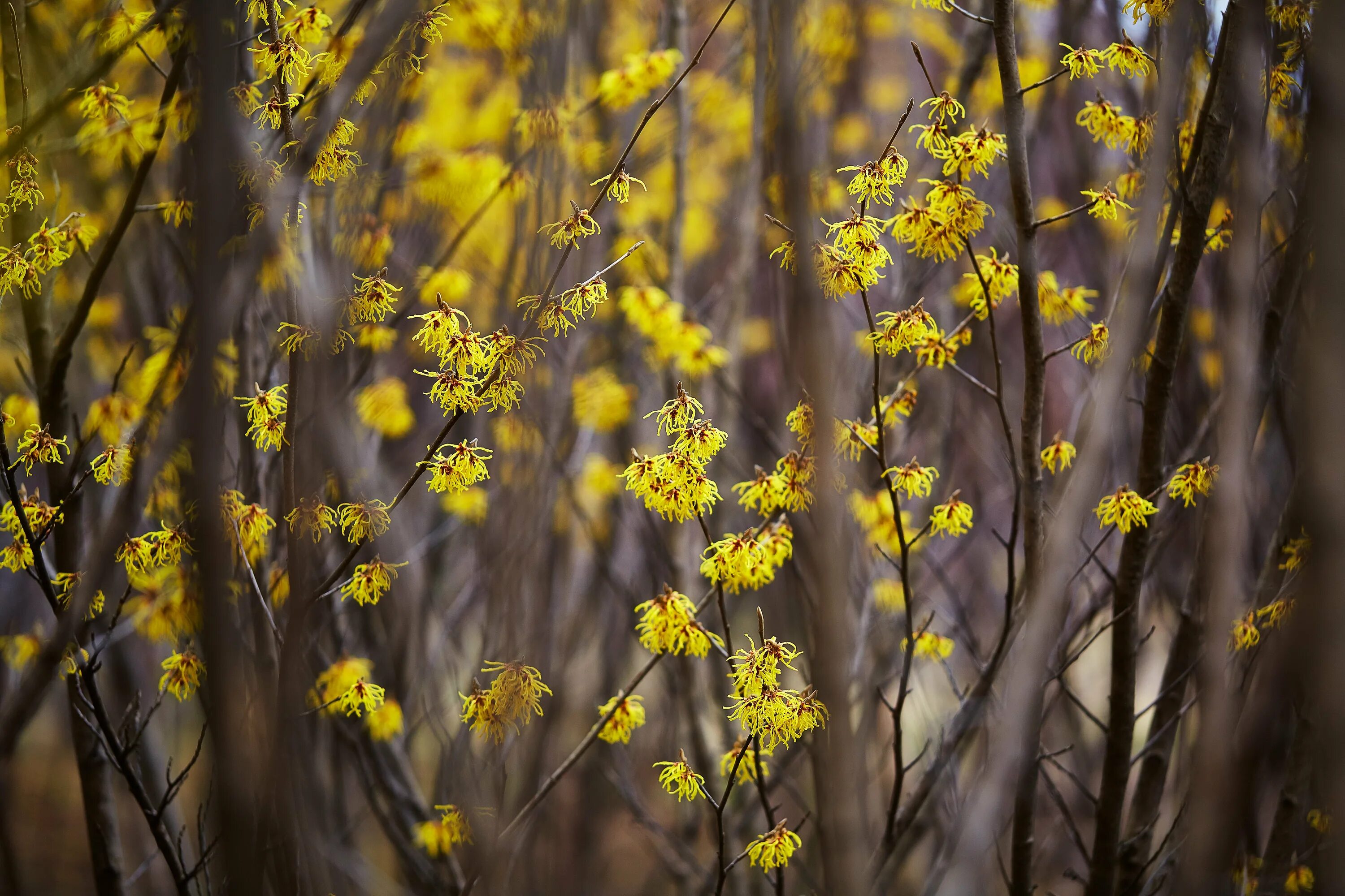 Hamamelis japonica. Куст желтый цветет ранней весной. Форзиция. Кустарник с жёлтыми цветами ранней весной.