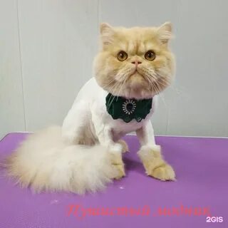 Пушистый модник йошкар