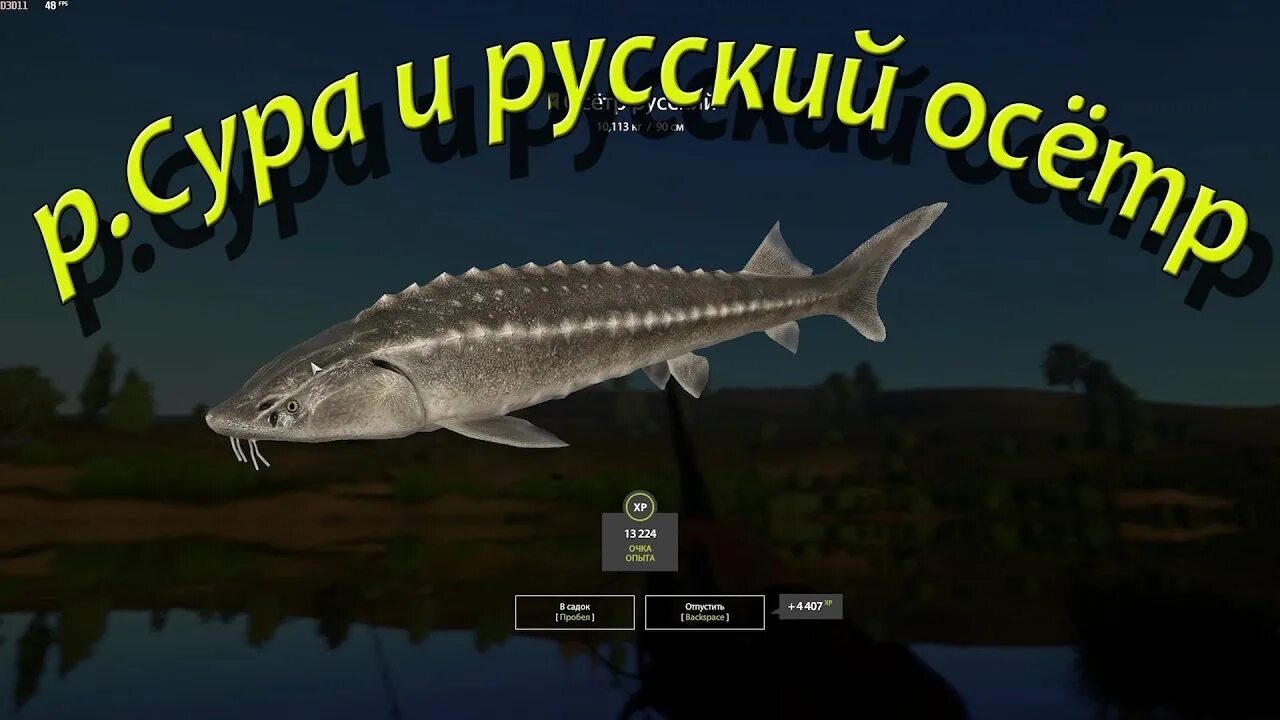 Русская рыбалка 4 донка. Осетр рр4. Русская рыбалка 4 осетр. Стерлядь рр4. Осетр русский рр4.