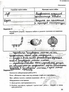 Биология 6 класс страница 29 лабораторная работа