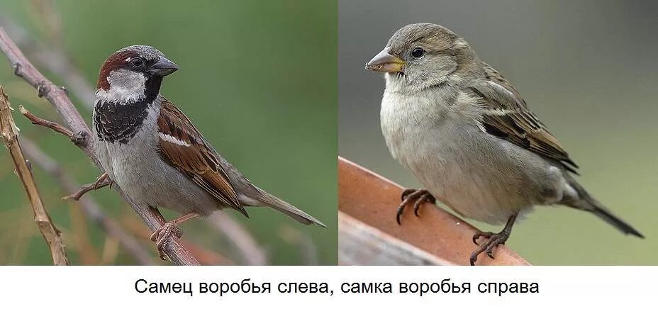 Воробей номер. Домовый Воробей самец и самка. Полевой Воробей самка. Домовой Воробей самка и самец. Воробей отличие самца от самки.